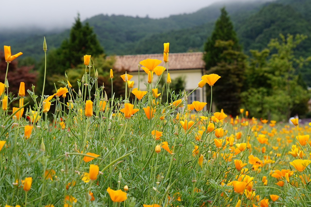 影视会员低价发卡平台- 黄浦区注册商标代理机构